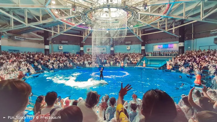 海豚表演當然是同步了光影與水舞，遊客觀賞到的不只是精彩的互動表演。