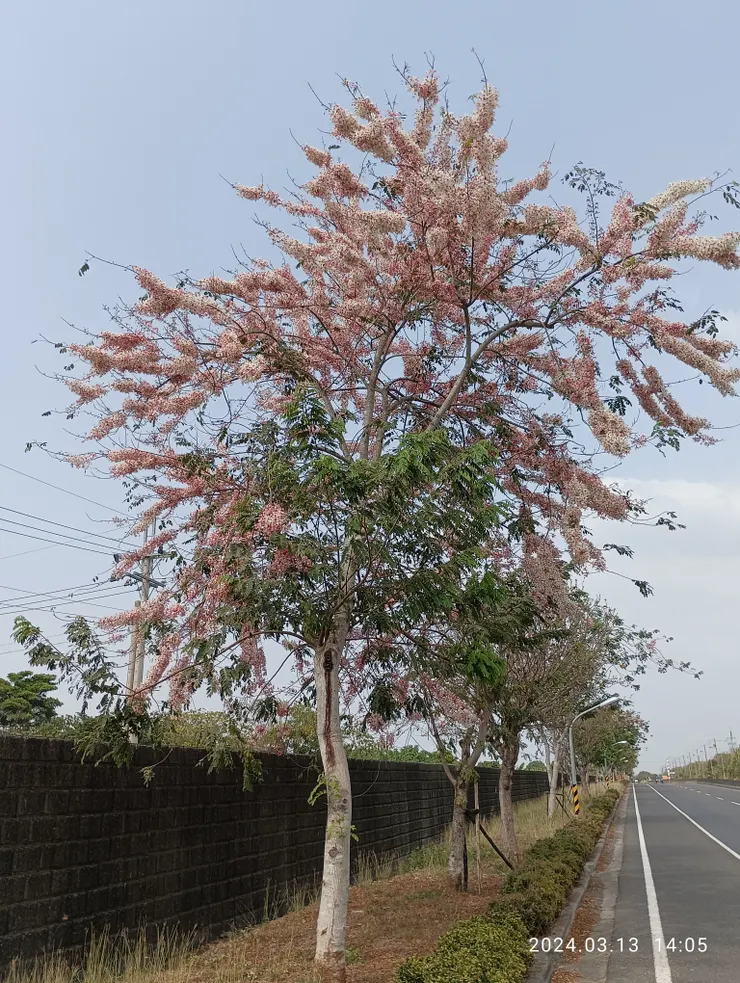 花已開一路，膽顫心驚呀！年年惜春春不留！他事呢？自拍