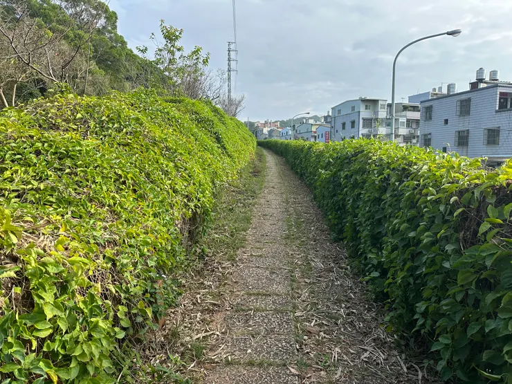 來回確認了好幾次,這裡確實是旅遊書上的炮仗花公園,但一朵都沒開🤣