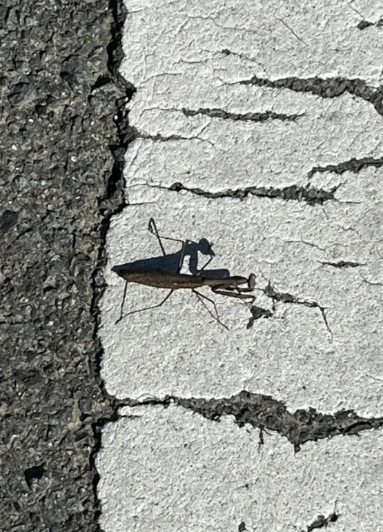 擁有保護色的螳螂