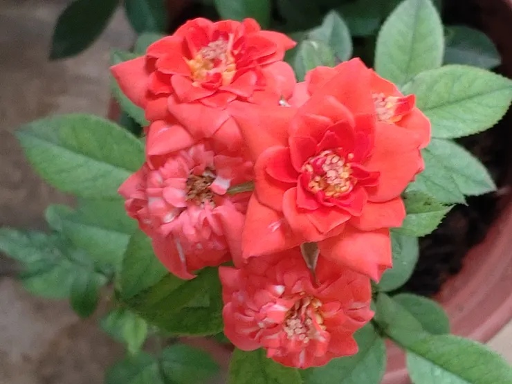 同一枝上開五朵花/栽種