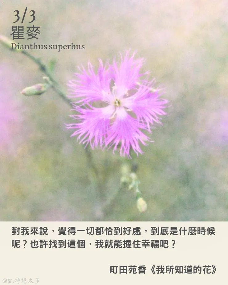 3 月 3 日｜瞿麥×町田苑香《我所知道的花》
