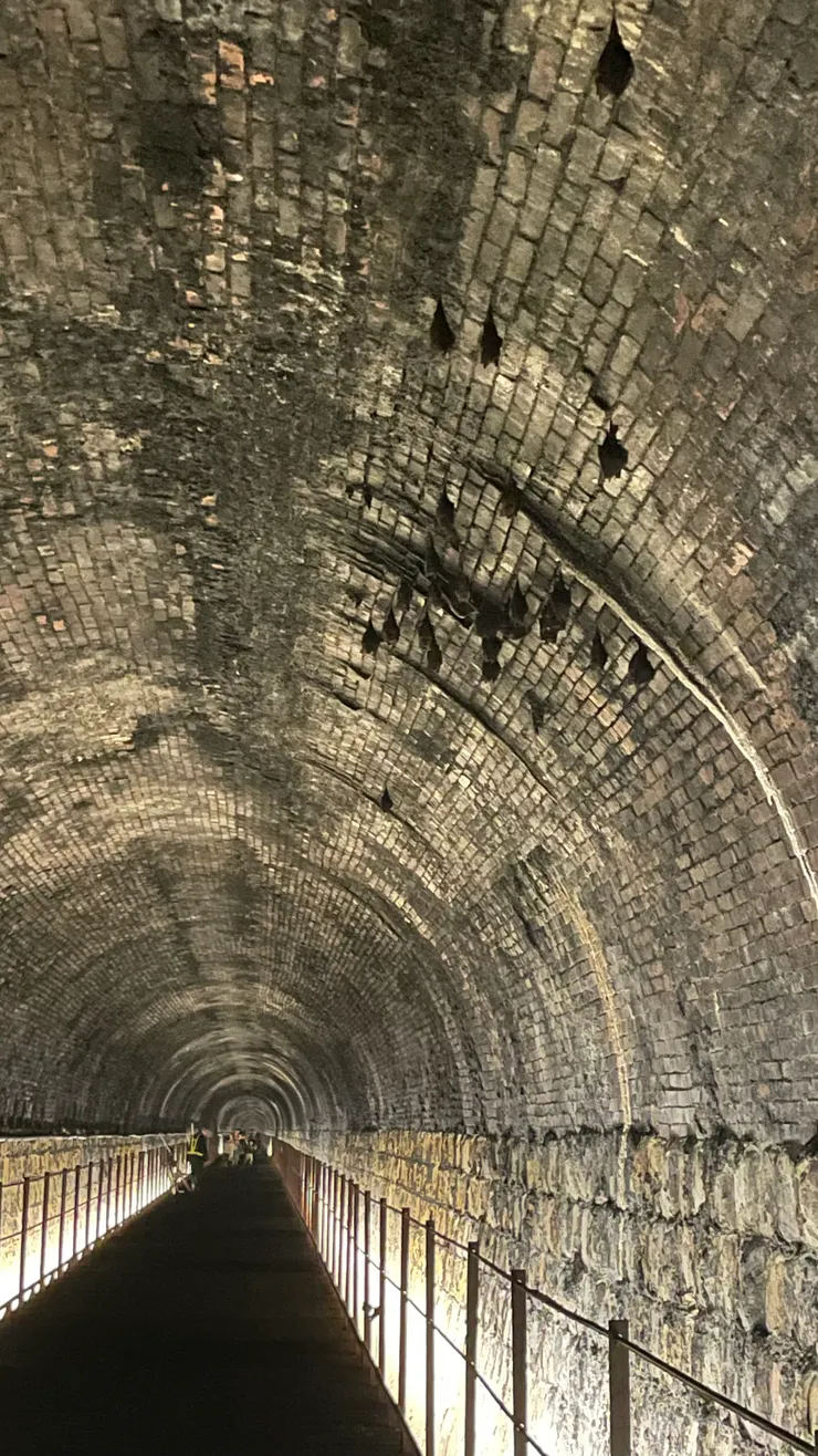 三貂嶺隧道-蝙蝠