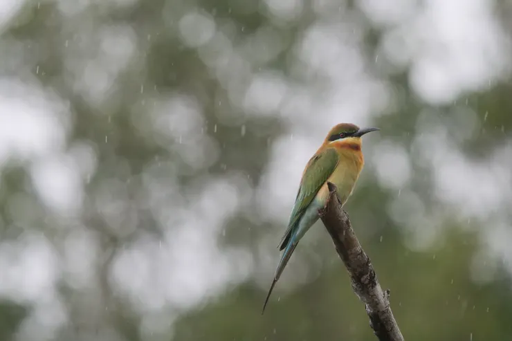 很有意境的Blue Tailed Bee eater
