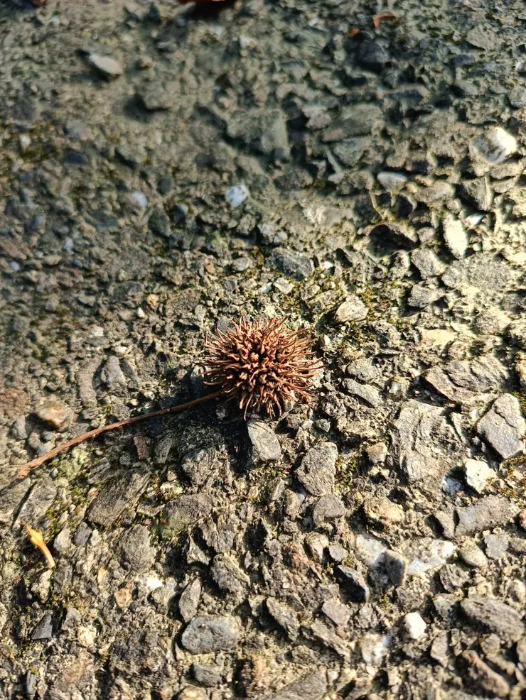 楓香果實-路路通