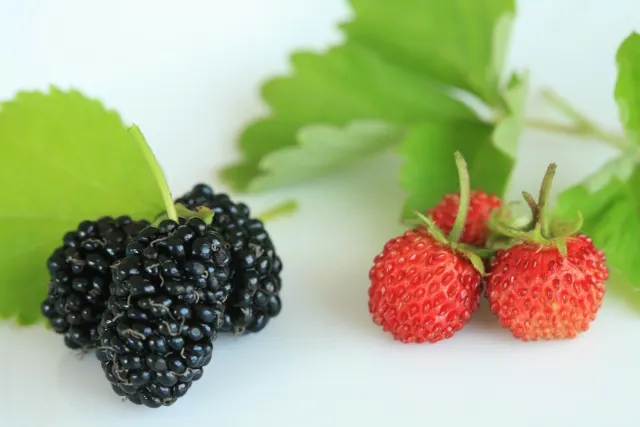 山桑子示意圖(圖源:Photo AC)