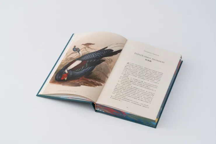 《臺灣珍鳥重現》內頁呈現方式（大家出版提供）