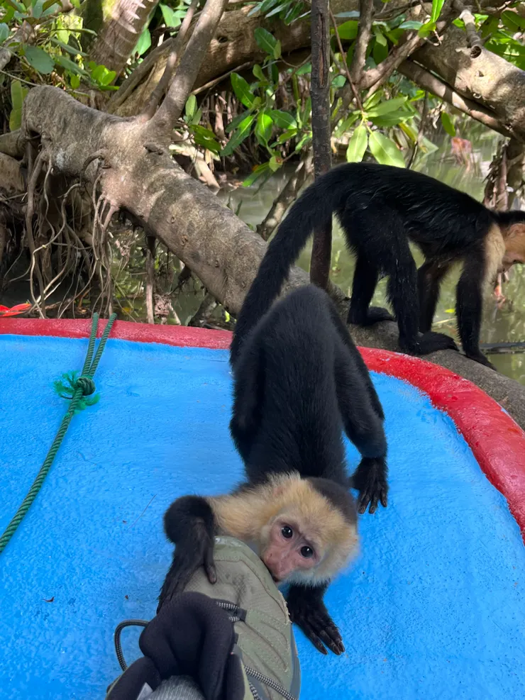 猴:這啥能吃嗎?