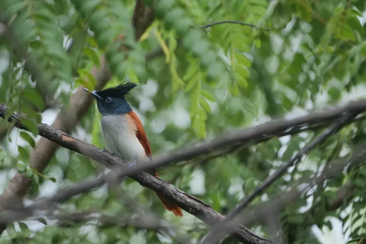 Indian Paradise Flycatcher