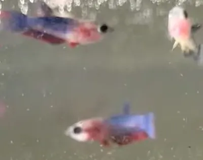 泰國鬥魚魚苗孵化後95天🥰 