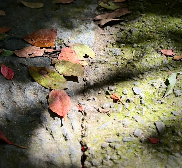 秋天來了、葉子紅了