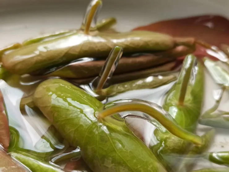 包覆著膠質,水靈靈的蓴菜,是江南水鄉特有的蔬菜,歷史上曾有一次與北方美食羊酪對決的PK賽