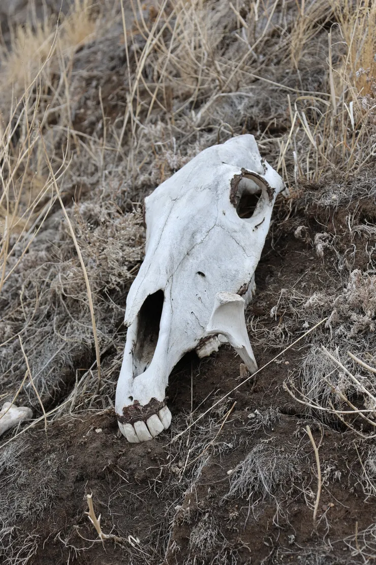 聚落周圍大量的馬骨被認為是波台文化馴養馬匹的證據。