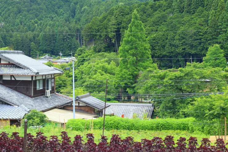 沿線的田園風光