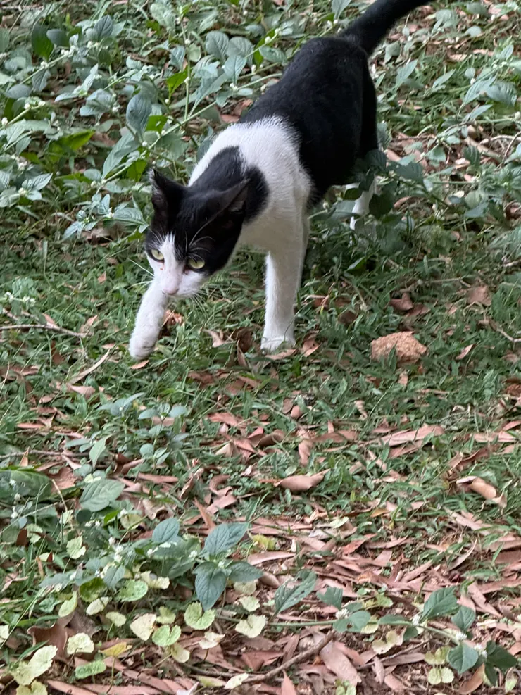 2025/09/10 貓貓二號