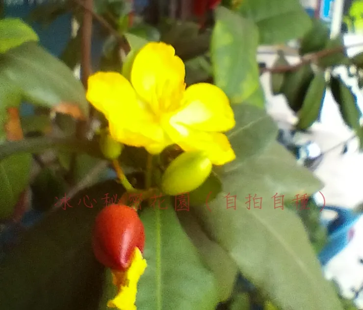 冰心秘密花園（自拍自種）