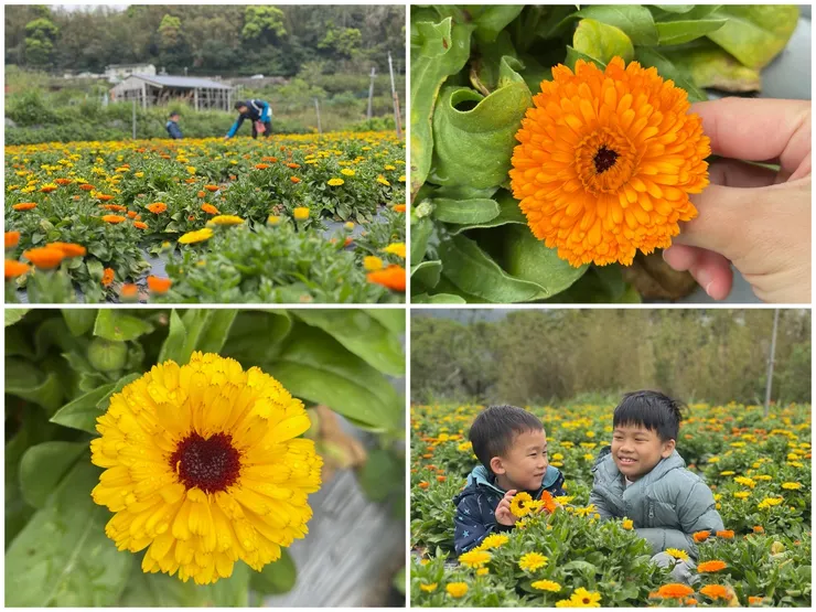 最喜歡幫孩子拍花美男照了