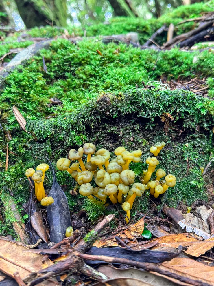 果凍寶寶。潤滑錘舌菌