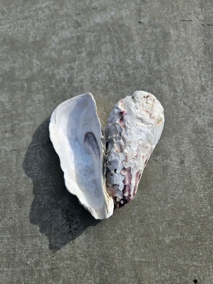 海邊回饋給我的心，這份心也分享給各位讀者