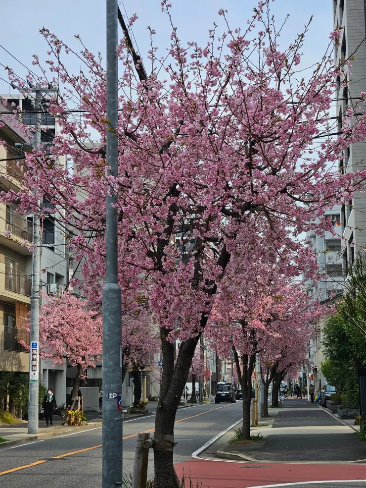 高岳站2號出口一出站直接就看到櫻花了
