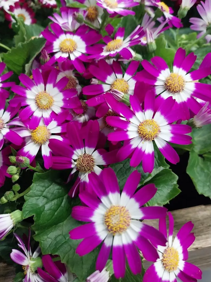 瓜葉菊Pericallis hybrida