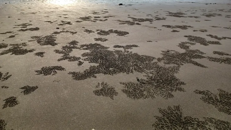 沙灘上的自然畫作