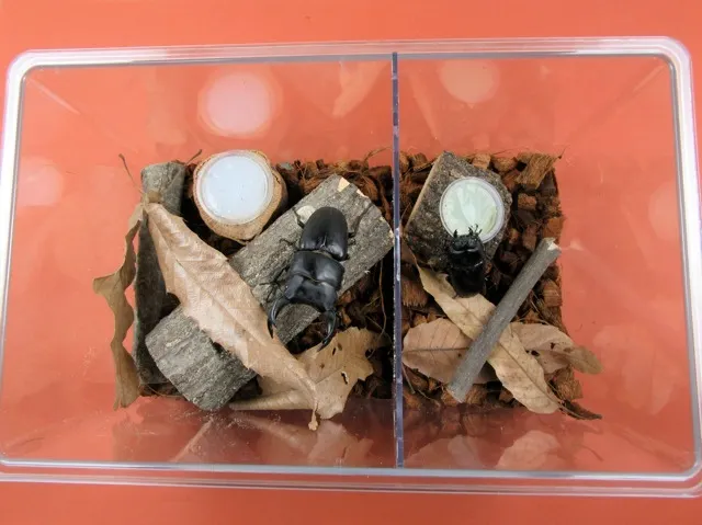 成蟲環境佈置參考如上 (圖為大鍬形蟲)