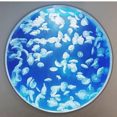 社會籠中鳥的沙龍