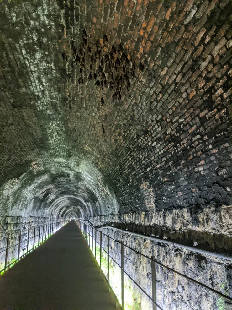 蝙蝠在隧道頂部睡覺