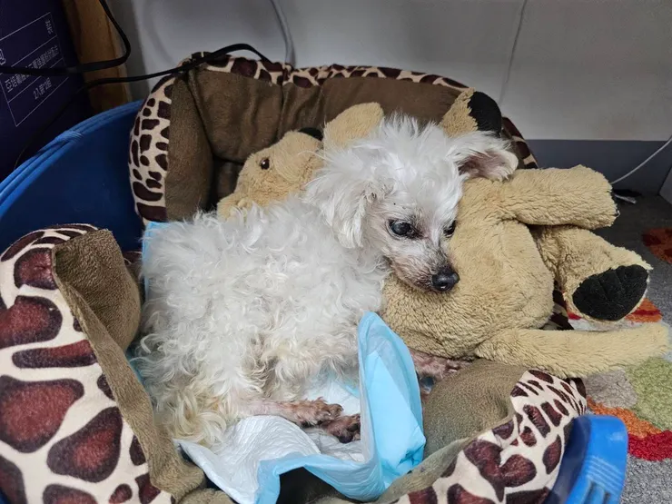 波奇晚年飽受疾病之苦(安妮小姐提供)