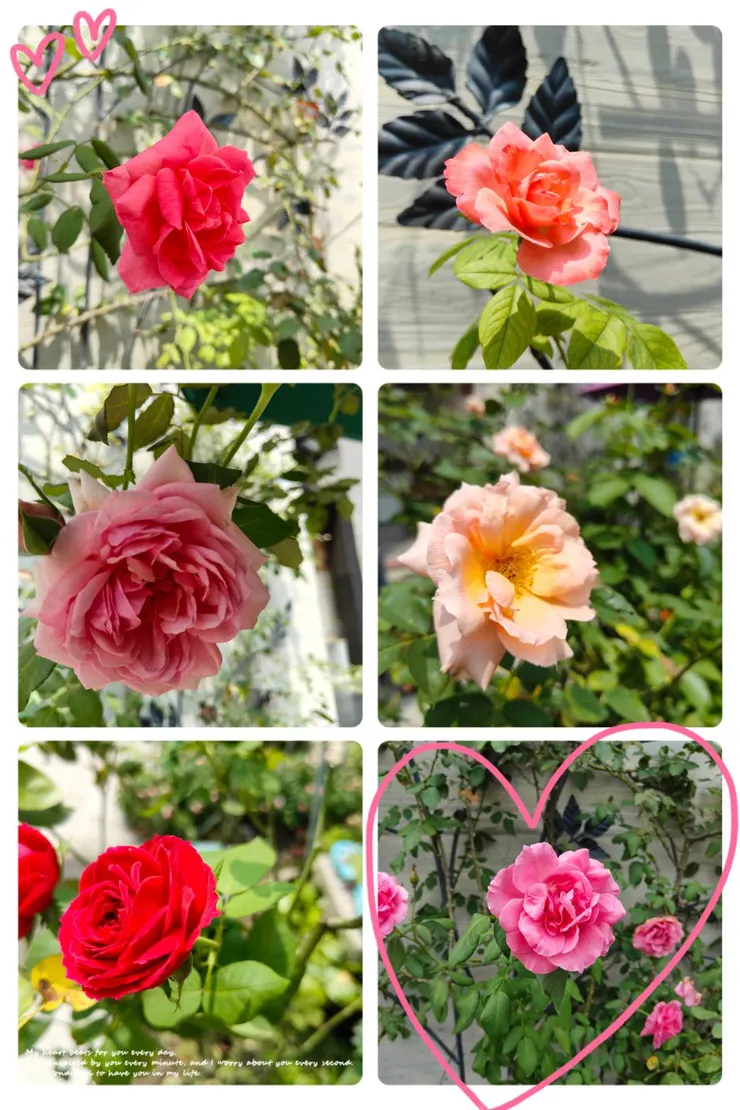 雖不是玫瑰的生長季，但還是有少部分品種有開花