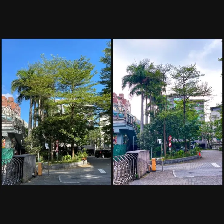 小葉欖仁修剪前後