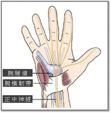 腕隧道與正中神經示意圖