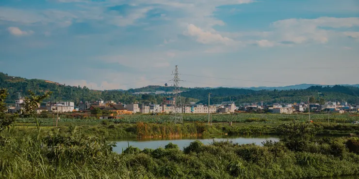 金色的光芒穿透薄薄的花瓣，亮黃的顏色映照在花蕊上，使其閃閃發光