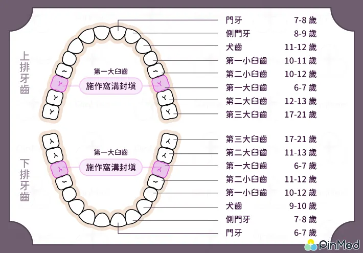 幼兒牙齒生長順序、週期