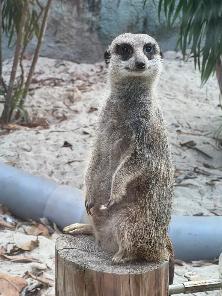 擔任哨兵的狐獴