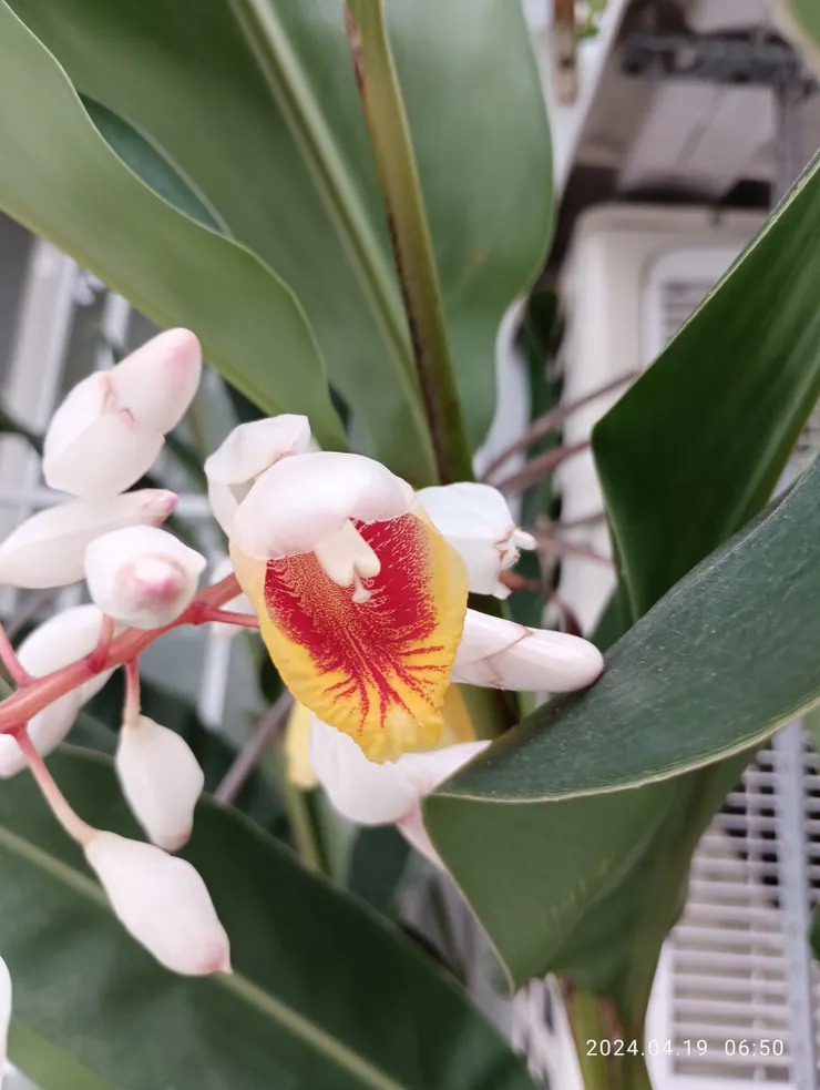 續昨小園花繁簇，自拍攝