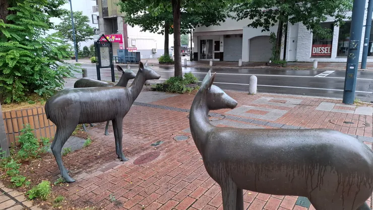 這次行程中看到好多鹿~野生的鹿，帶廣街頭的造景鹿