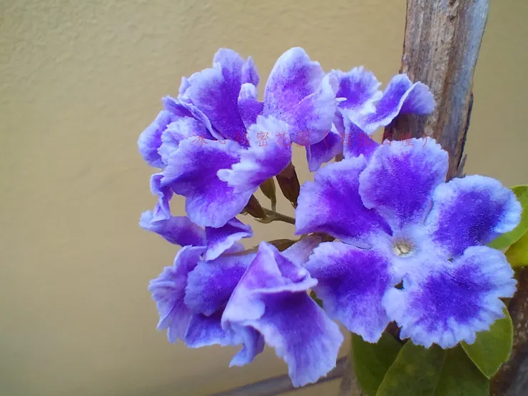 冰心秘密花園（自拍自種）