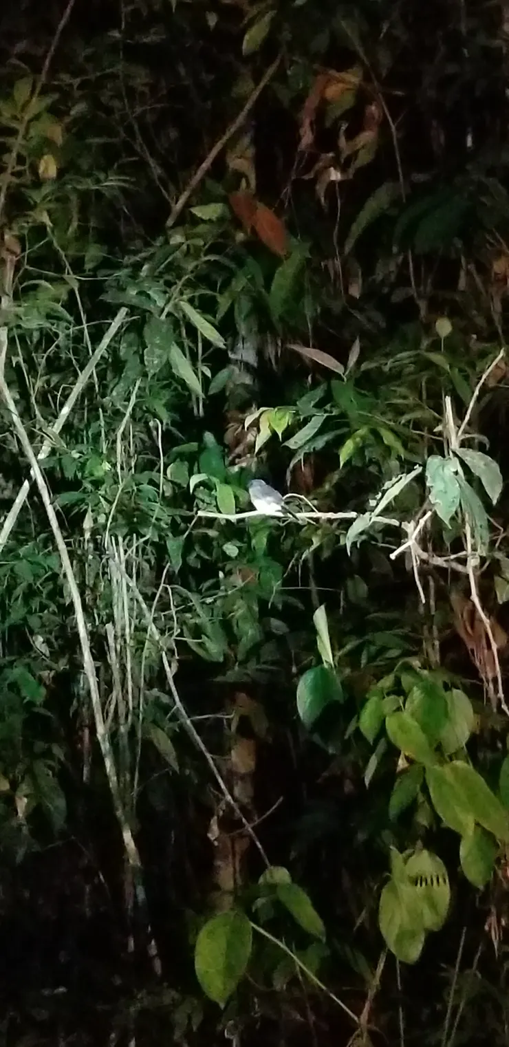 有時會看到路邊有睡覺的小鳥