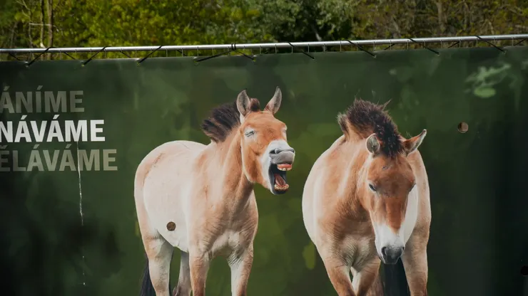 只有我覺得這表情超好笑的嗎😅