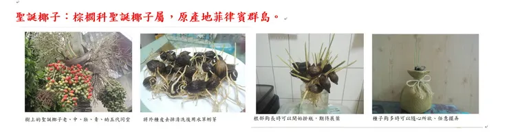 聖誕椰子的育苗過程