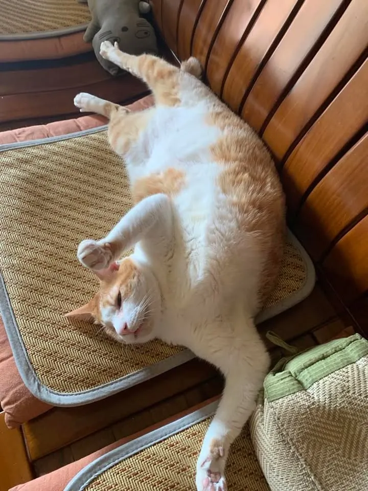 我是那一種口味的麻糬呢？