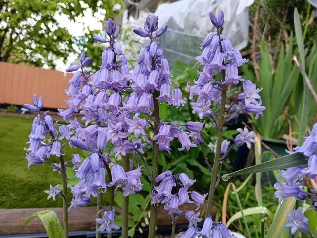 藍鐘花已經成了私人庭園的花奔了。（作者提供照片）