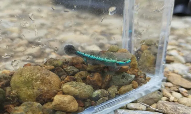 最近受保育人士關注的洄游性蝦虎，在水族市場中頗具人氣而面臨採捕壓力。但其仔魚須經兩側洄游的洗禮，在人工環境下難以實現。筆者攝