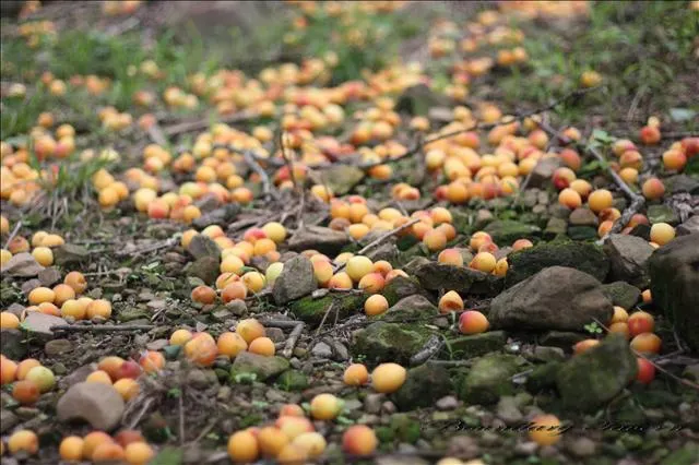 梅子成熟黃落的情景，幾千年前的先民就以落梅刻畫女子對青春易老的焦慮、與急於待嫁的心情。