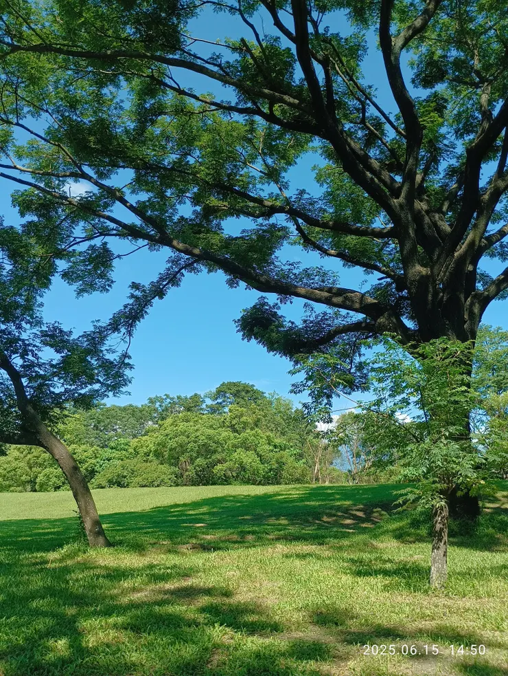 日拍樹相，影顯綠畫布