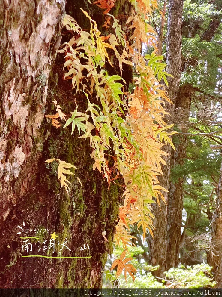 【帝王之山4天3夜】南湖大山/日出雲海一次收藏/雲稜山莊營地