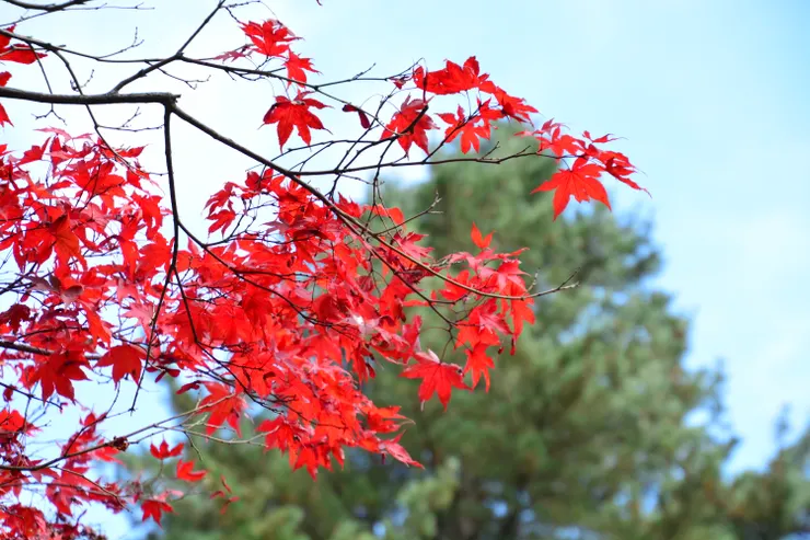 疫情之前帶媽媽去韓國賞楓自由行。我啊～其實最喜歡看媽媽笑的樣子...