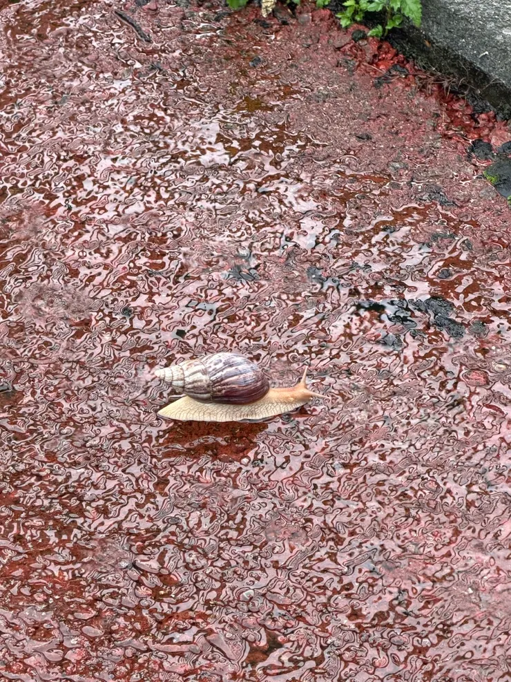 在PU道路上匍匐前進的蝸牛，這次我選擇在旁默默地守望著牠